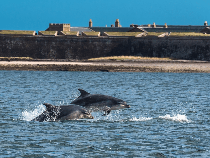 Go dolphin spotting
